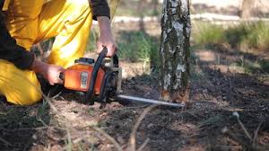 Best Stump Grinding and Removal  in Kootenai, ID