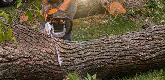Best Lawn Maintenance Plans  in Kootenai, ID