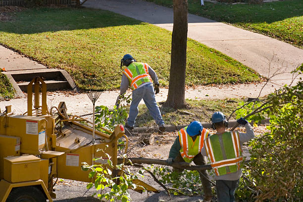 Best Tree Disease Treatment  in Kootenai, ID