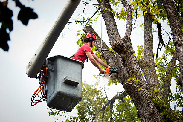 Best Tree Risk Assessment  in Kootenai, ID